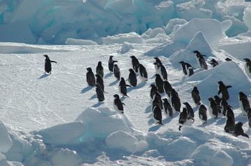 penguin group with leader