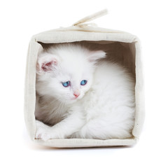 white kitten in a basket.