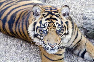 sumatran tiger