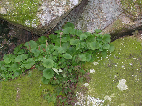 0757 - plante "nombril de venus"
