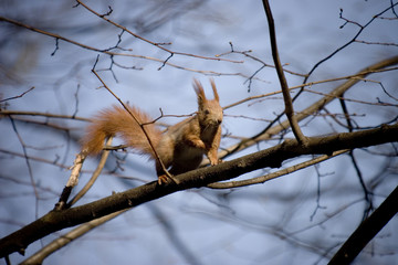 squirrel 01