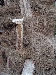 organische struktur palme