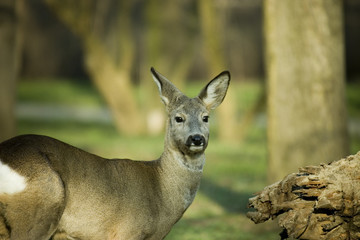 roe-deer 01