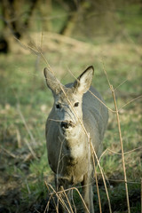 roe-deer 02