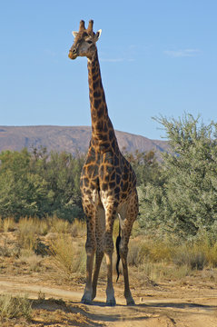 big old giraffe