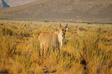eland antelope