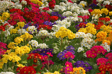 fleurs et couleurs