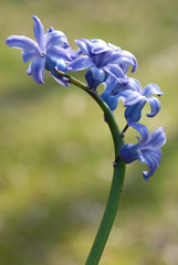 blue hyacinth 2