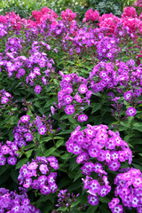 Fototapeta premium phlox