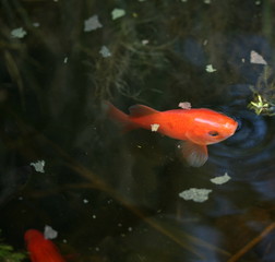 Obraz premium goldfish