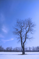 single tree in winter weather