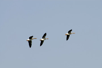 flying gooses