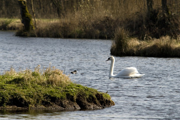 swan in alake
