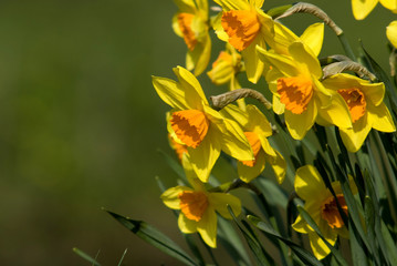 Fototapeta premium narcissus in nature