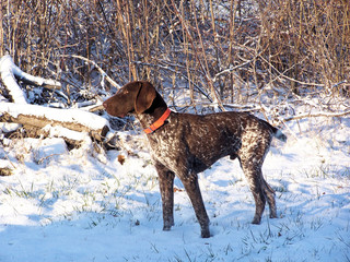 pointer / hunting dog in snow