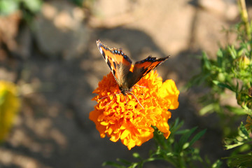 beautiful butterfly over the flower
