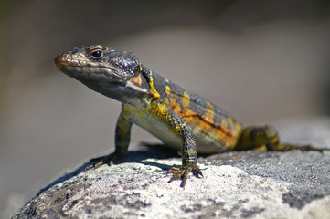 yellow-orange lizard