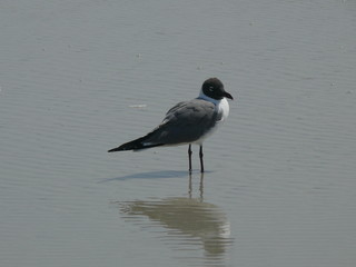 seagull and reflection