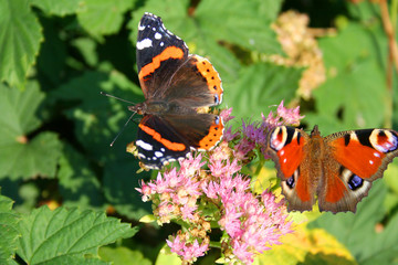 beautiful butterfly over the flower