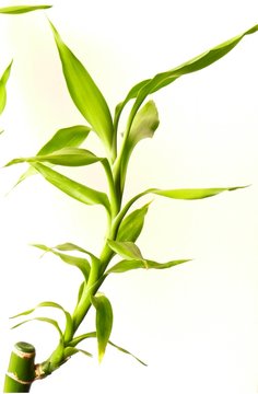 dracena