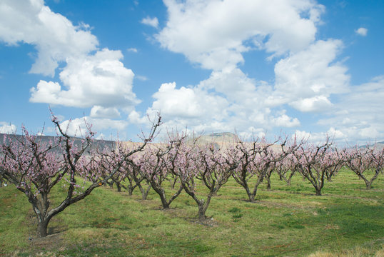 Peach Orchard