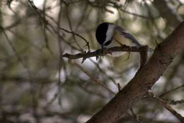 mésange à tête noire 3