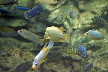Naklejka premium cichlids