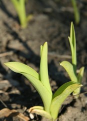 Fototapeta premium small sprout