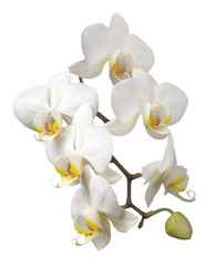 phalaenopsis-8