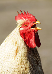 krähender hahn © eyewave