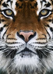 a tiger © Andrey Ushakov