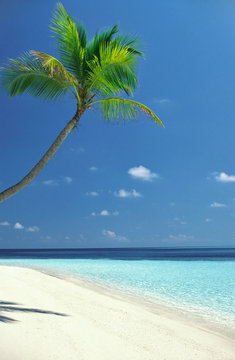 plage palmier