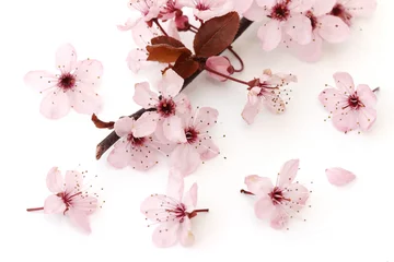Store enrouleur sans perçage Japon motifs de printemps - sakura
