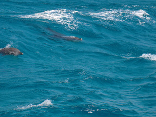 Fototapeta premium wild dolphins in the blue water of red sea