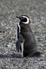 Fototapeta premium magellanic penguin
