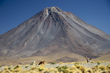 licancabur volcano and llamas, bolivia