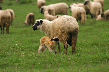 Obraz premium lamb and sheep