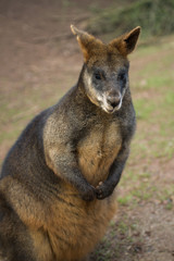 Fototapeta premium wallaby