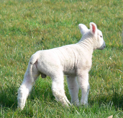 a single lamb