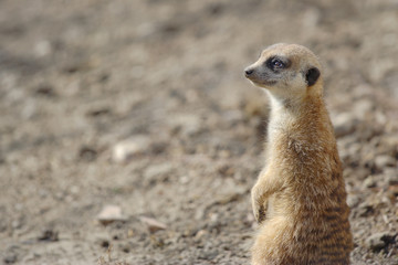 meerkat