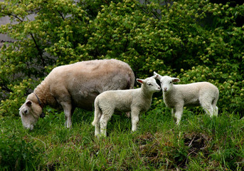 Obraz na płótnie Canvas sheep peacefully grazing with two lambs, green trees and grass