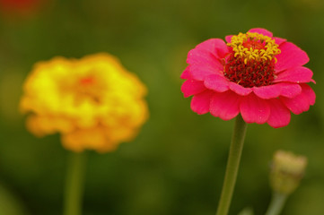 pink and red flower