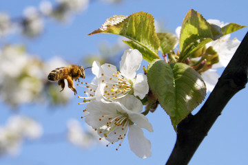 honeybee on the cherry tree