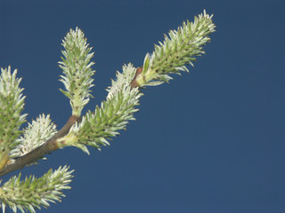 bourgeons d'un arbre