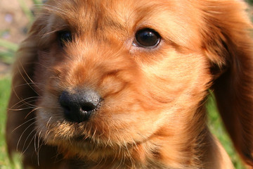 lovely puppy