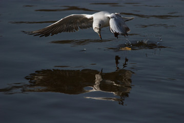 bird -2