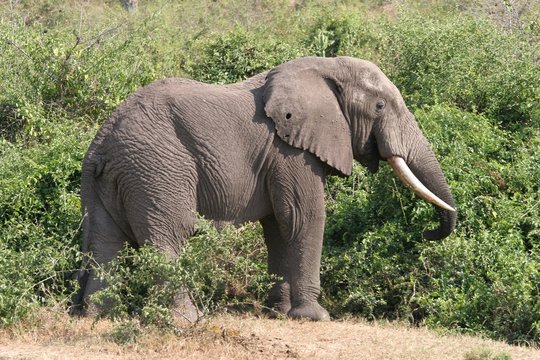 &eacute;l&eacute;phant