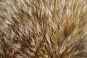 fox fur