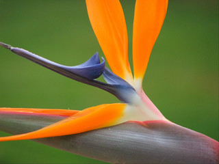 pajaro de paraiso