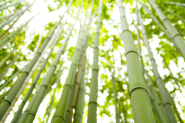 bamboo
